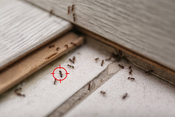 Best Ant Control Services  in White Rock, NM