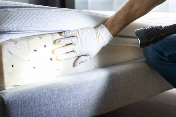 Best Termite Control Services  in White Rock, NM