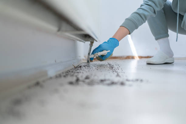 Insect Control in White Rock, NM